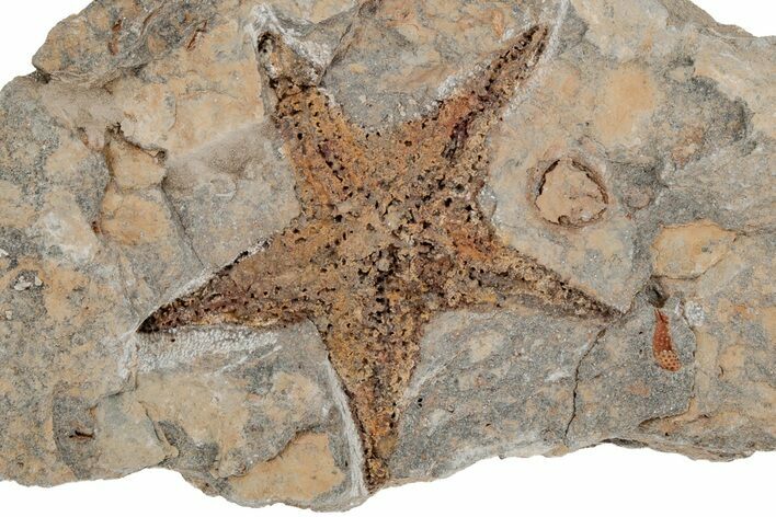 Ordovician Starfish (Petraster?) Fossil - Morocco #211420